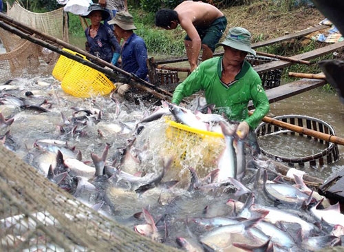 Thu hoạch cá tra tại Vĩnh Long.     Ảnh: Vũ Sinh